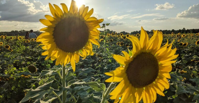 This Sunflower Field In Tennessee Should Be On Your 2026 Summer Bucket List