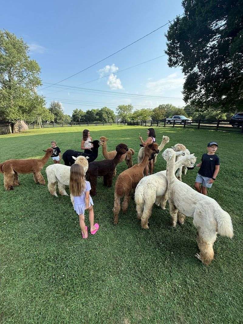 The Alpaca Feed And Greet Experience That Steals Every Visitor's Heart