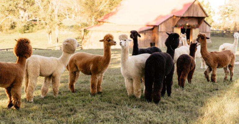 This Tennessee Alpaca Farm Lets Families Wander With The Fluffiest Trail Buddies