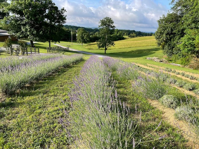 The Lavender Fields That Actually Stop You In Your Tracks