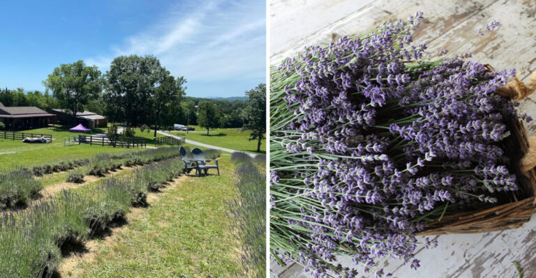 This Tennessee Lavender Farm Is Made For Anyone Who Wants A Calmer Day Away From The City