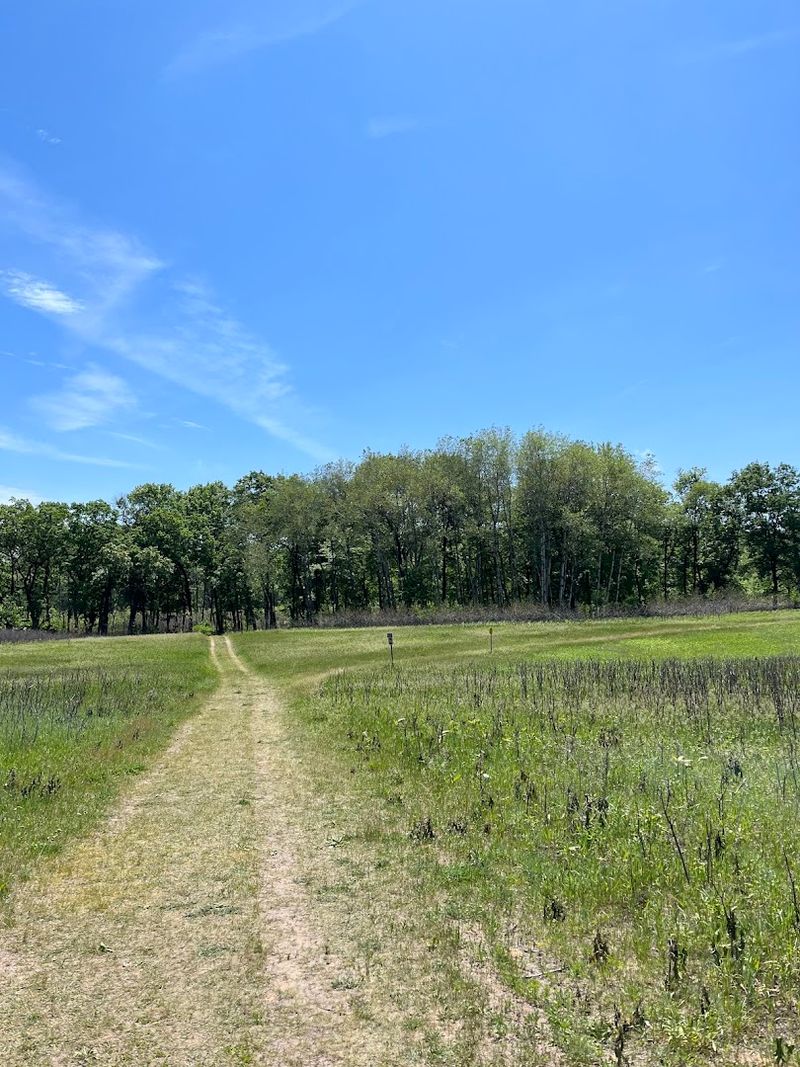 Springtime Wildlife Encounters In Forested Terrain