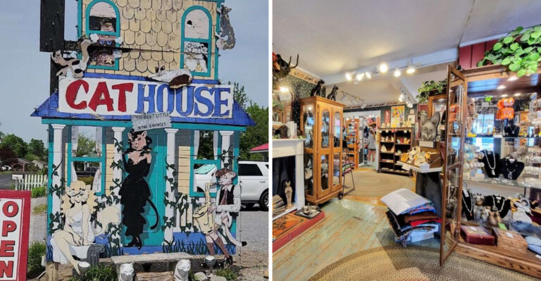 This Whimsical Tennessee Stop Is Heaven For Cat People