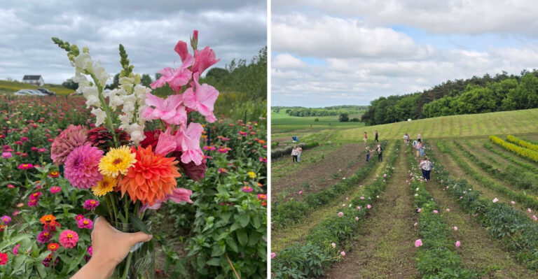 This Wisconsin Flower Farm Opens In June, And Its Colourful U-Pick Blooms Are Worth The Drive