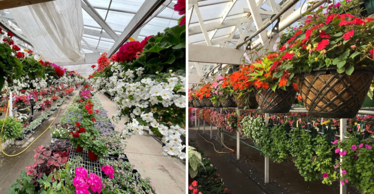 This Wisconsin Greenhouse Turns Plant Shopping Into A Groovy Day Trip
