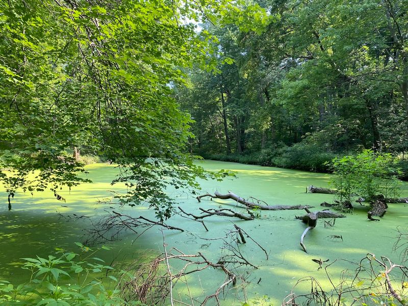 Ponds And Boardwalks That Feel Like A Living Watercolor