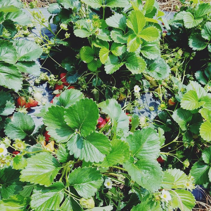 Sustainable Farming Practices In Berry Cultivation