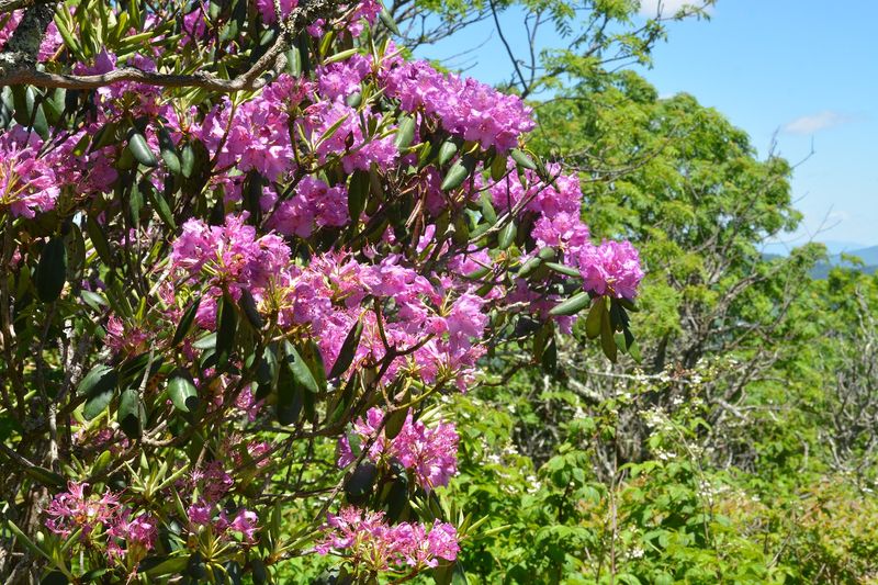 Local Plants And Animals To Look Out For