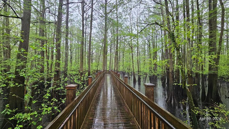 Sky Lake WMA Boardwalk