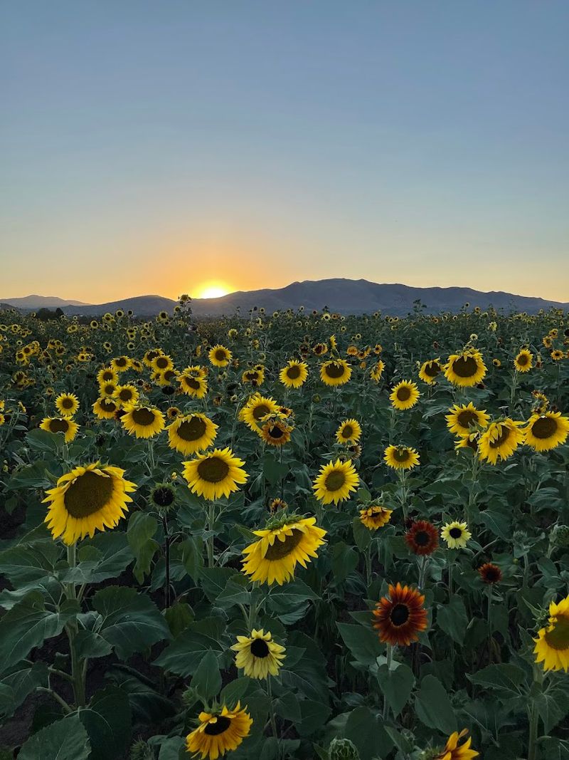 The Sunflower Festival Turns Summer Into A Photo-Worthy Outing