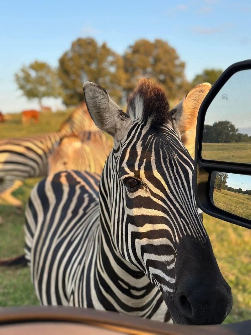 Blue Springs Safari