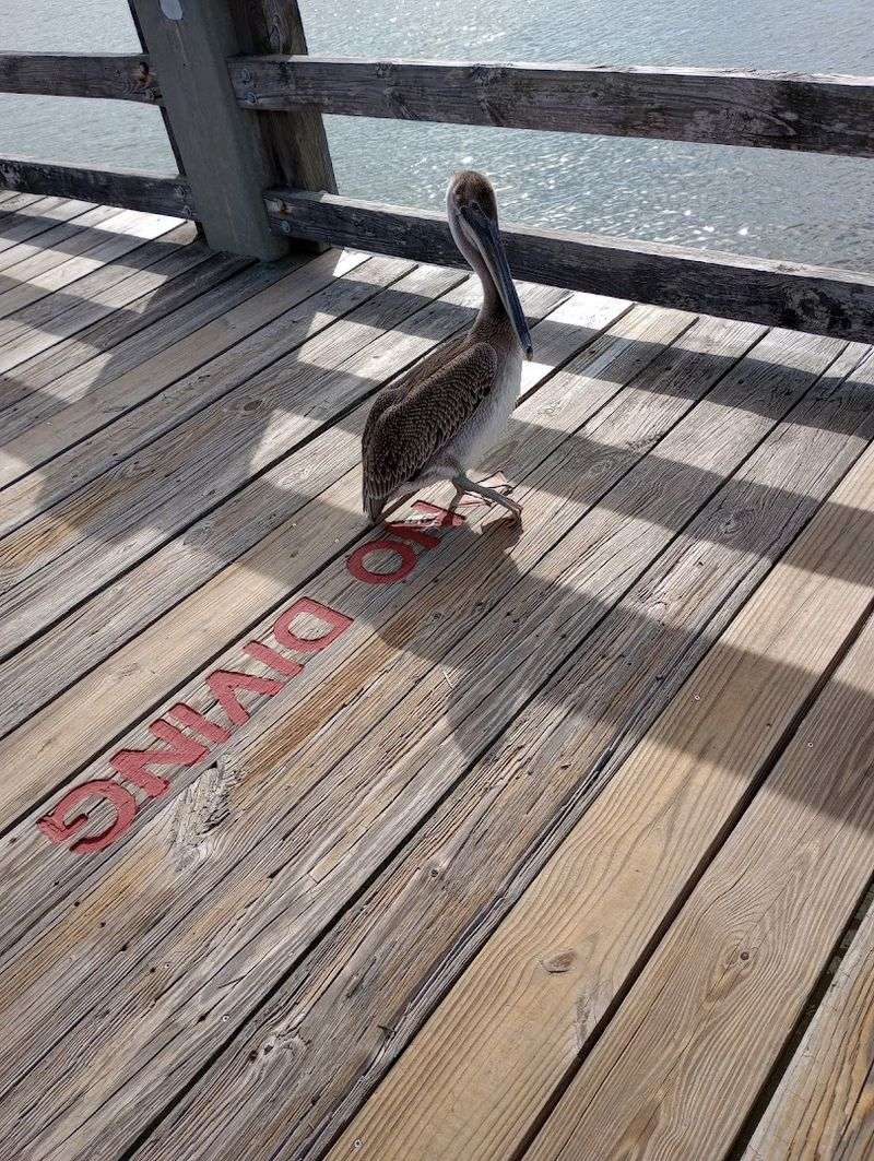 Wildlife Encounters Along The Shoreline