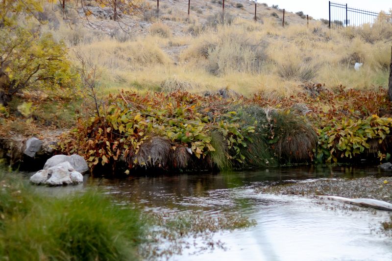 Ash Springs