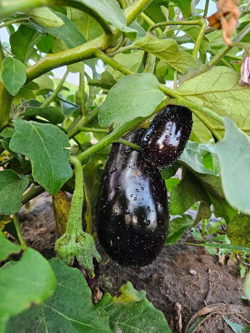 The Farm Also Grows Seasonal Produce