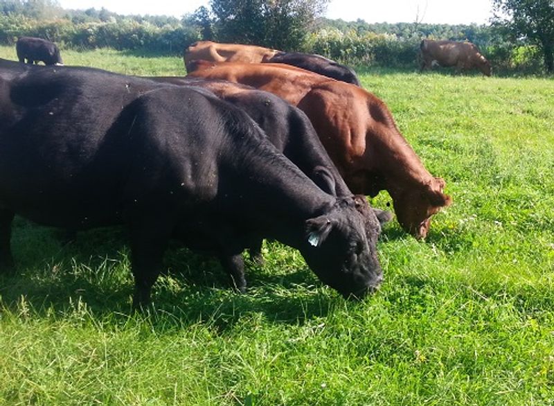 North Pasture Farms