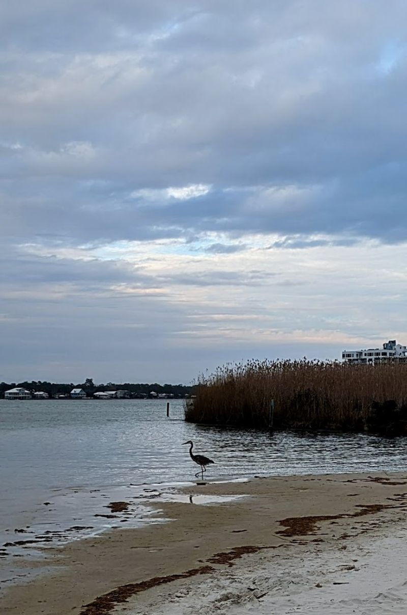 Flora And Fauna Around The Lagoon