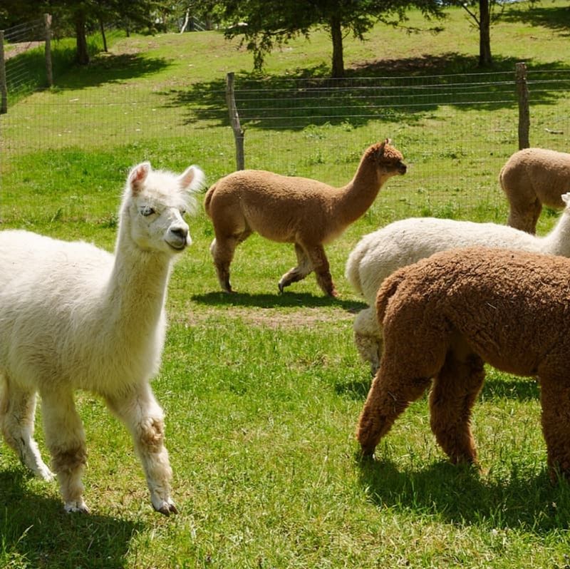 Lilymoore Alpaca And Llama Farm: Meet The Stars Of The Show