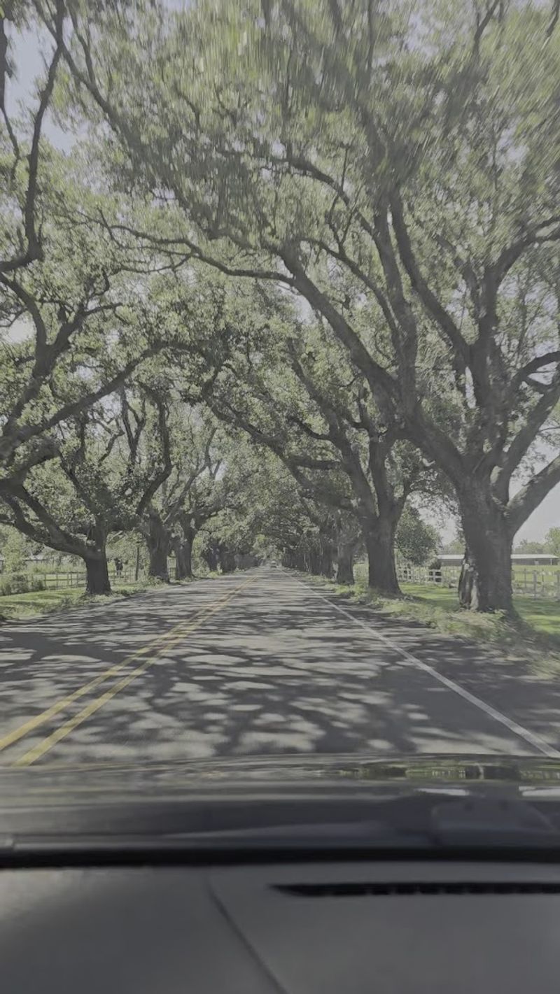The Ancient Oaks That Created This Natural Wonder
