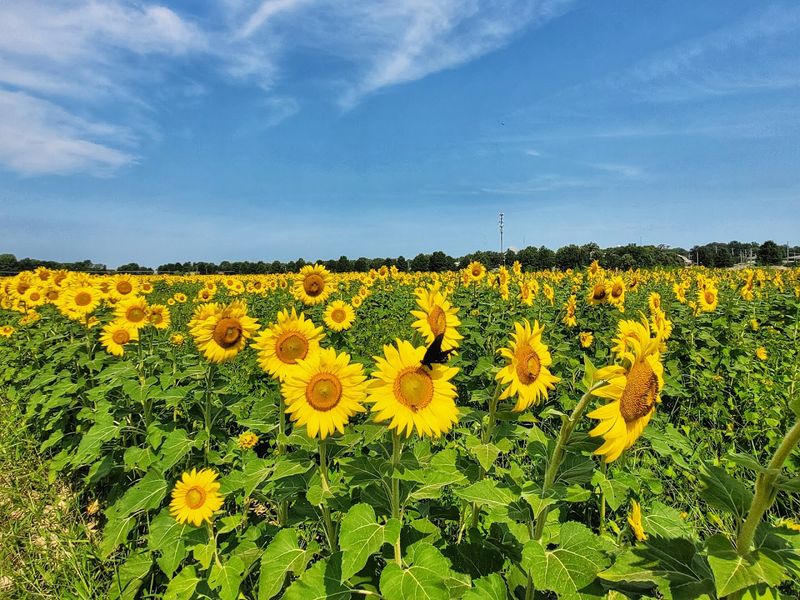 The Best Time To Visit For Peak Blooms