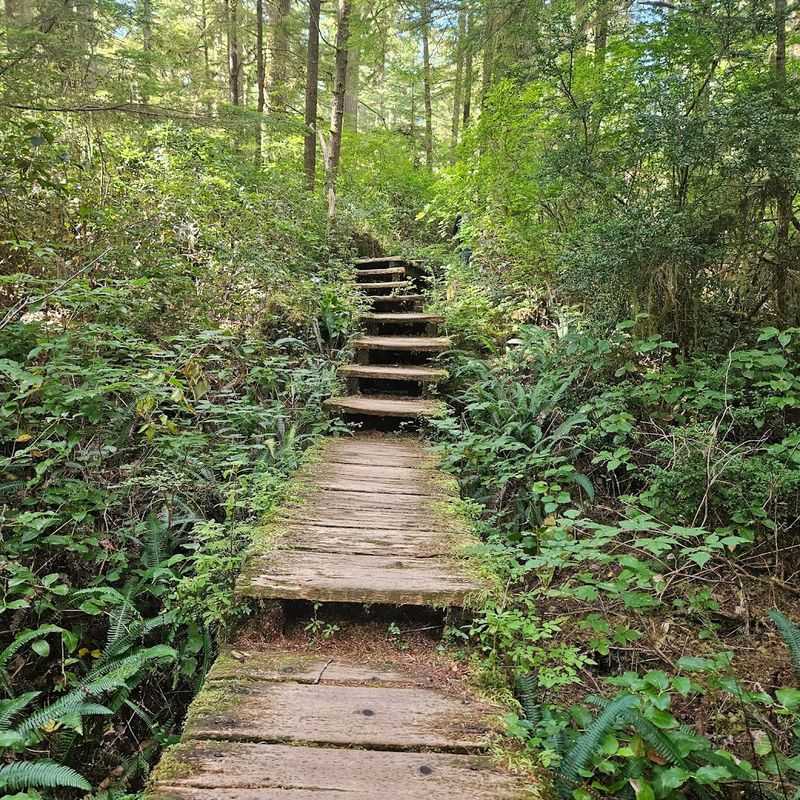 The Cedar Boardwalks That Make This Trail Unique