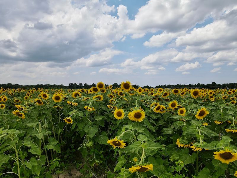 How The Agricenter Sunflower Field Fits Into A Memphis Day Trip