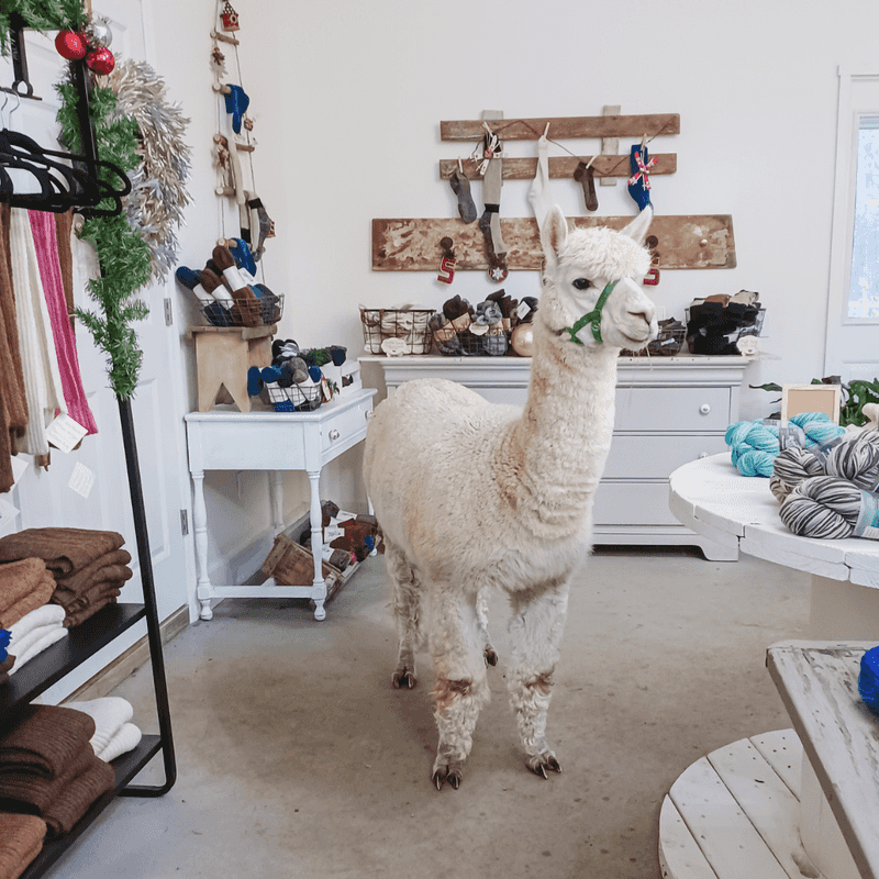 The Farm Store And Alpaca Products Worth Bringing Home