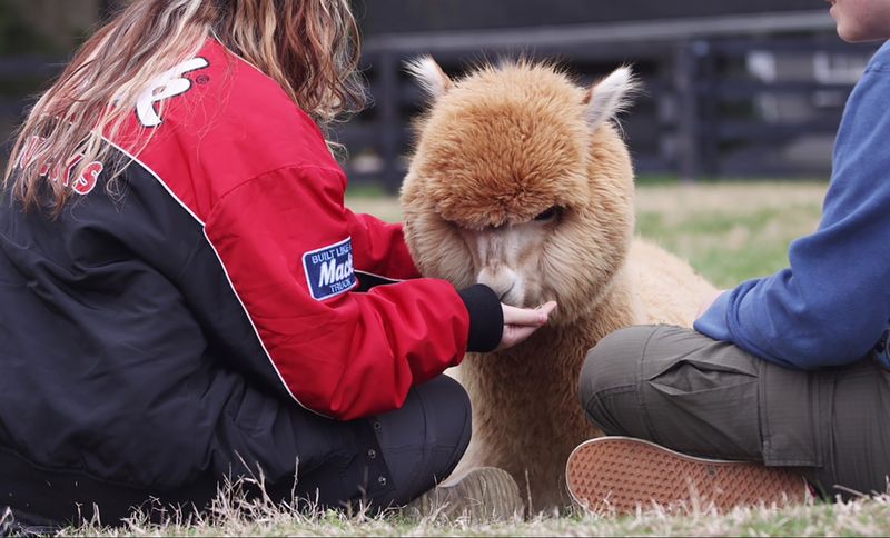 Alpaca Photoshoots That Turn A Farm Visit Into A Lasting Memory