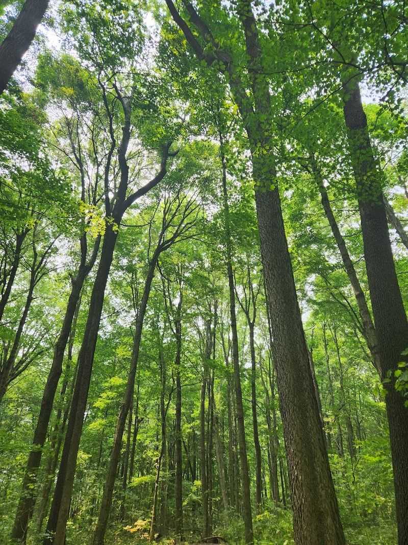 Flora Variety In Indiana State Parks