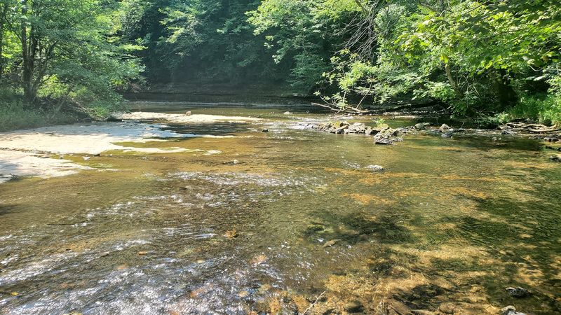 The Moss-Covered Creek Walk That Makes The Journey Half The Fun