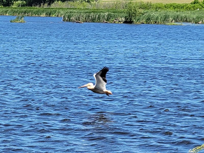 Birdwatching Can Be Excellent During Spring And Fall Migration