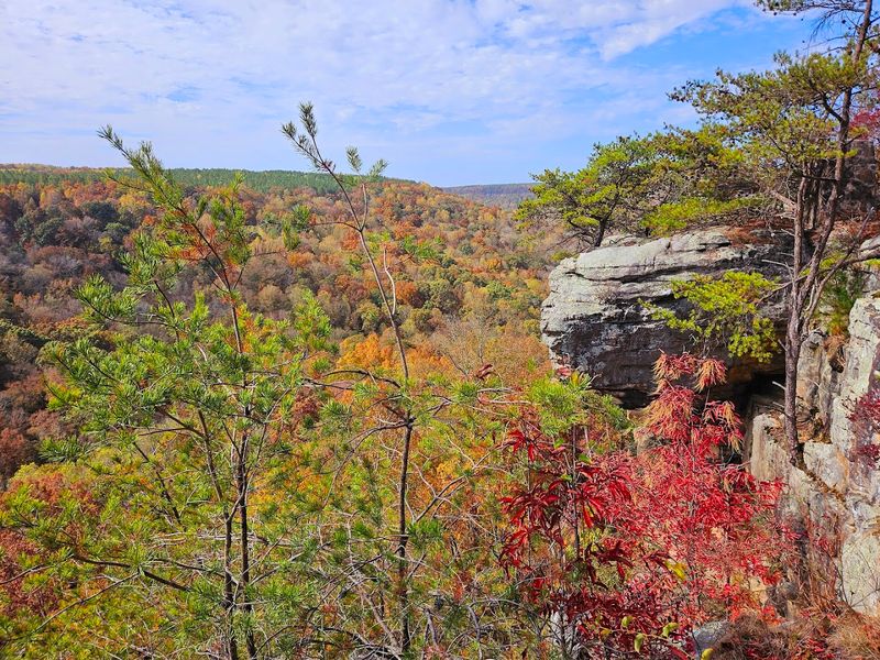 Conservation Efforts And Environmental Importance