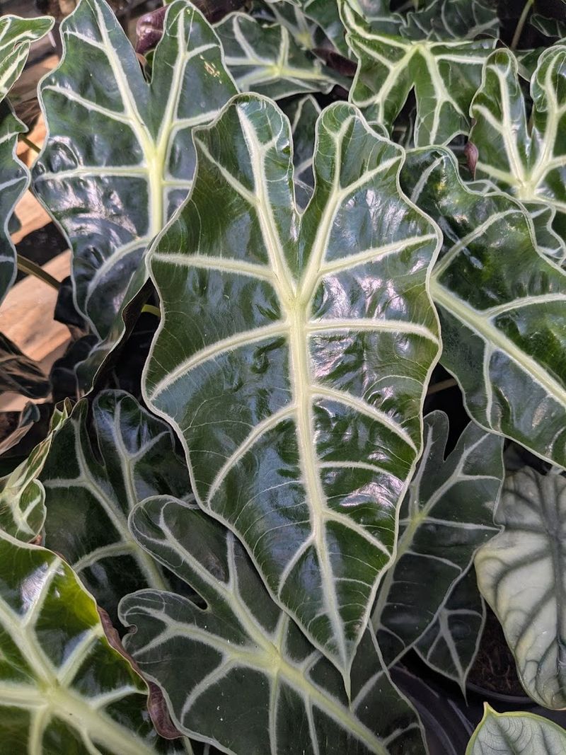 Plants You Simply Cannot Find Anywhere Else