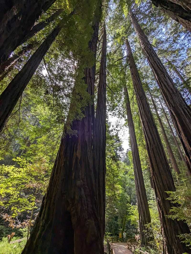 Muir Woods National Monument