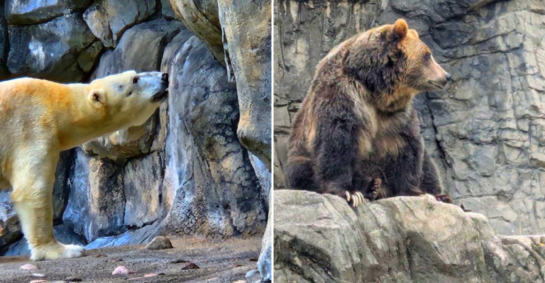 12 New York Animal Encounters Where You Can Get Surprisingly Close To Grizzly Bears, Polar Bears, And Bison