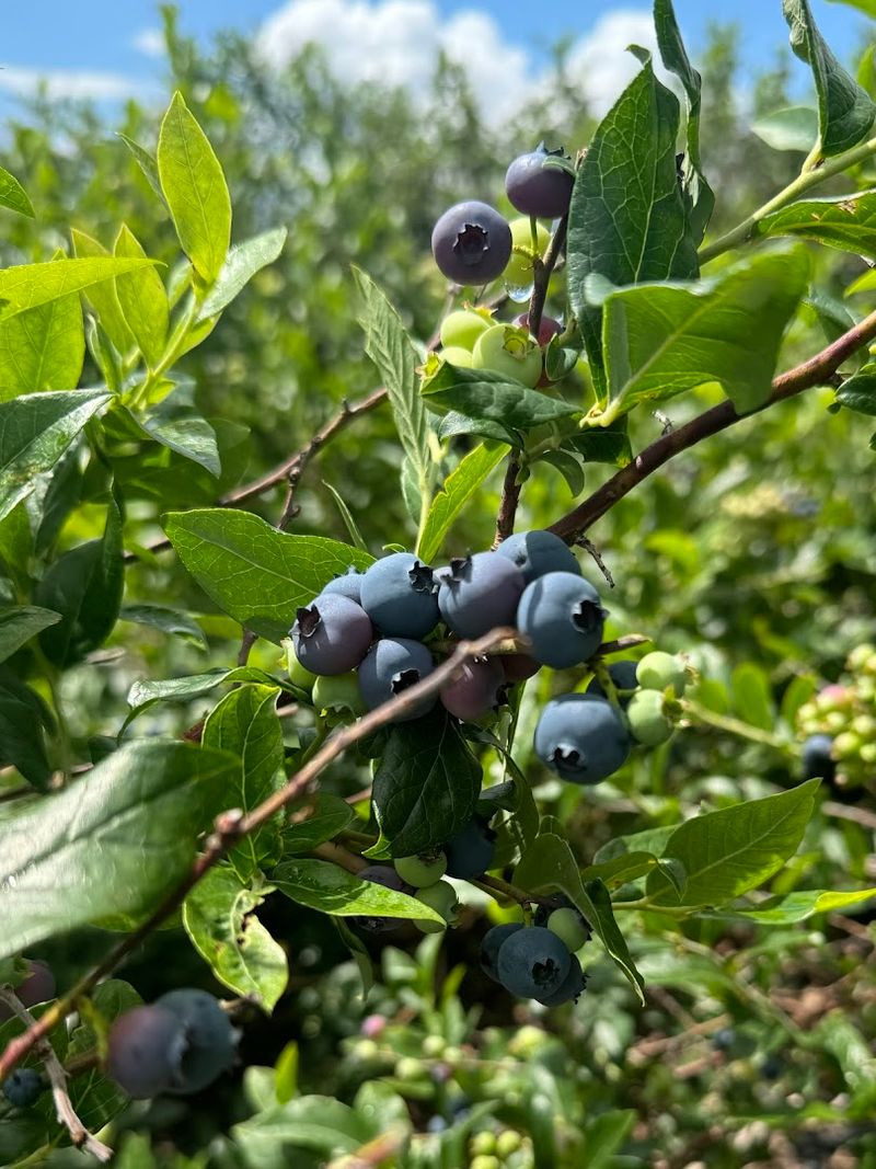 Blueberries Are Usually Available In July And August