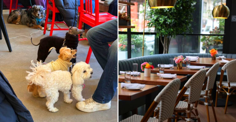 7 New York Amazing Dog-Friendly Restaurants That Serve Up More Than Just Food