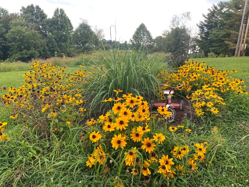 Mill Springs Farm, Jonesborough