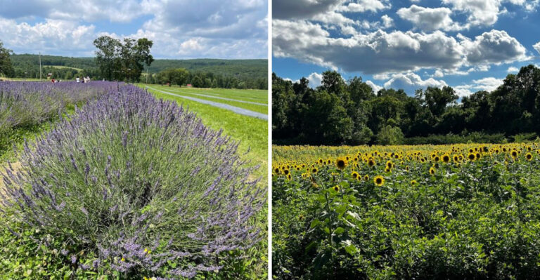 8 Lavender And Sunflower Farms In Tennessee That Make A Country Drive Feel Worth It In 2026