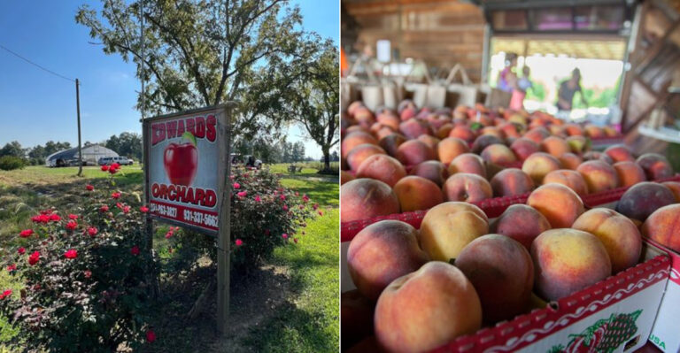 8 Tennessee Mountain Towns Where Apple Orchards Make The Trip Sweeter