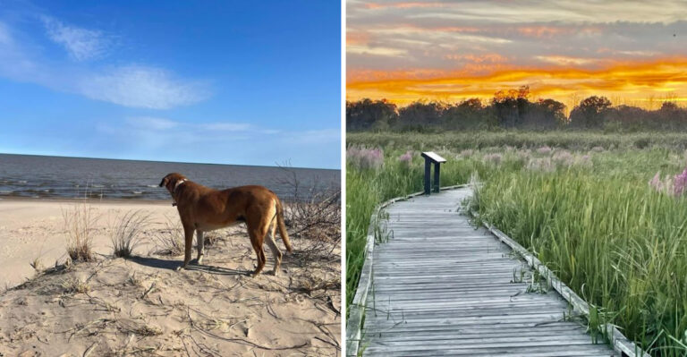 9 Dog Friendly Wisconsin Trails Made For The Perfect Outdoor Weekend