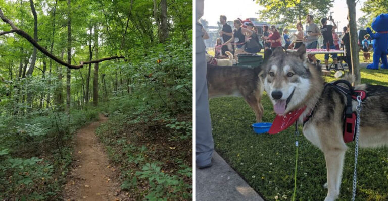 9 Unforgettable Dog-Friendly Trails In Tennessee For The Ultimate Outdoor Weekend Trip