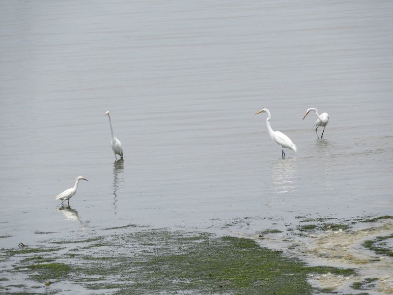 Oyster Bay Harbor: Where Dinner Hides Beneath The Sand