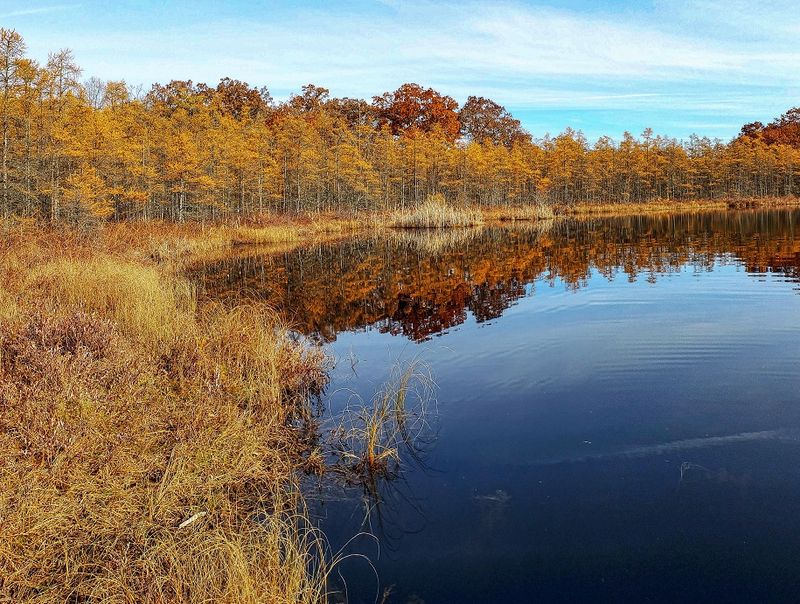 Tamarack Trees Give The Bog Its Floating Forest Look