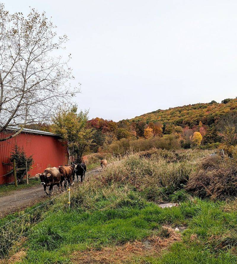 Bread, Ferment, And The Art Of Slow Food