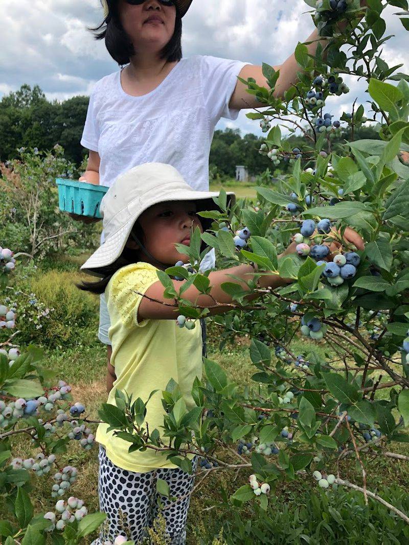 Blueberry Picking Season Is Short, Sweet, And Worth Every Minute