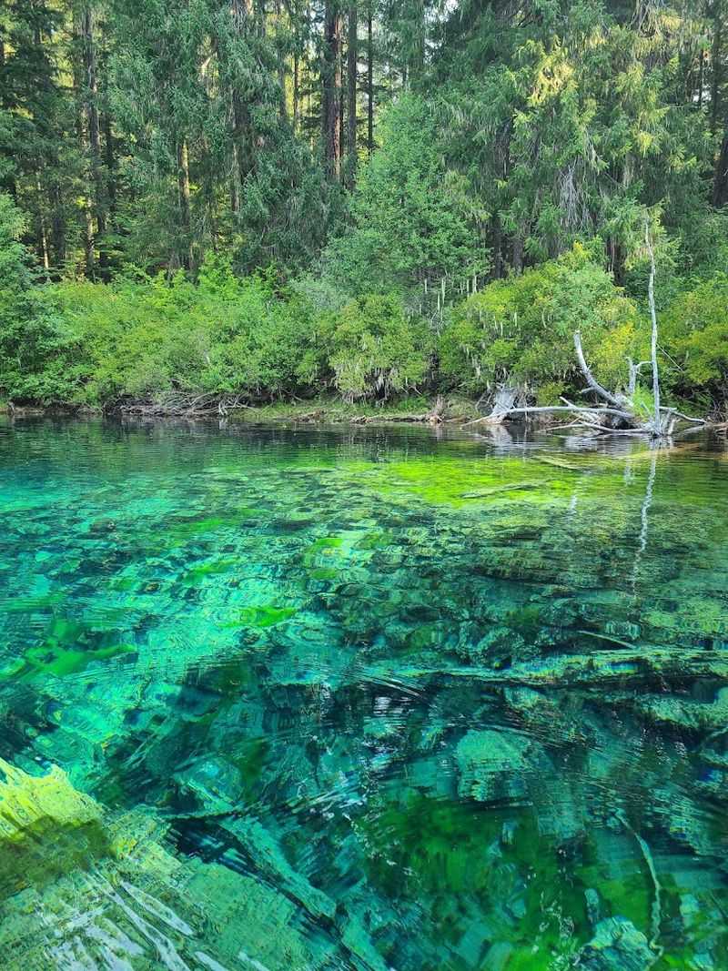 The Submerged Forest That Stopped Time