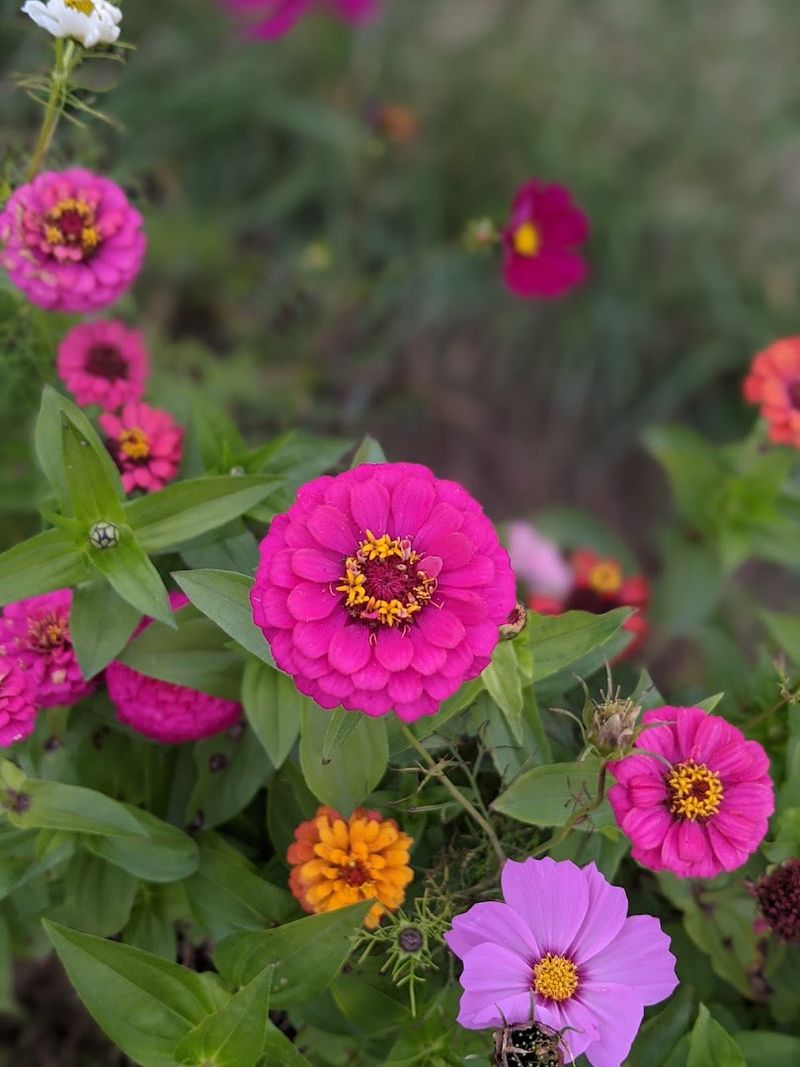 The Flower Labyrinth And Wildflower Fields