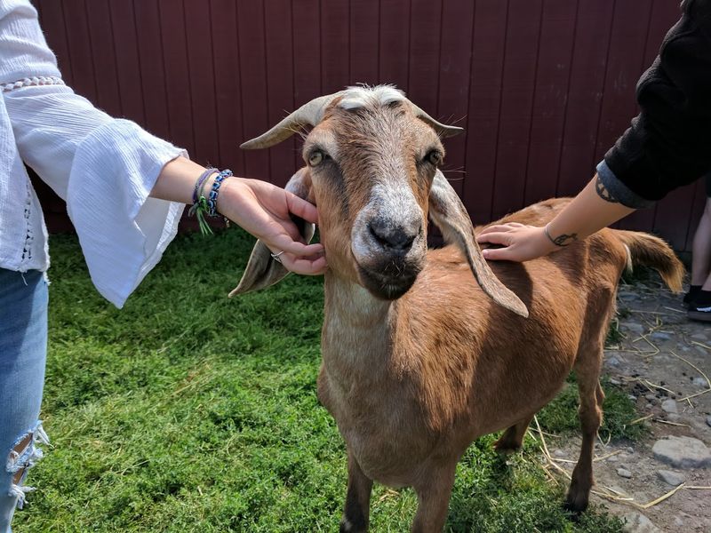 Farm Sanctuary At Watkins Glen