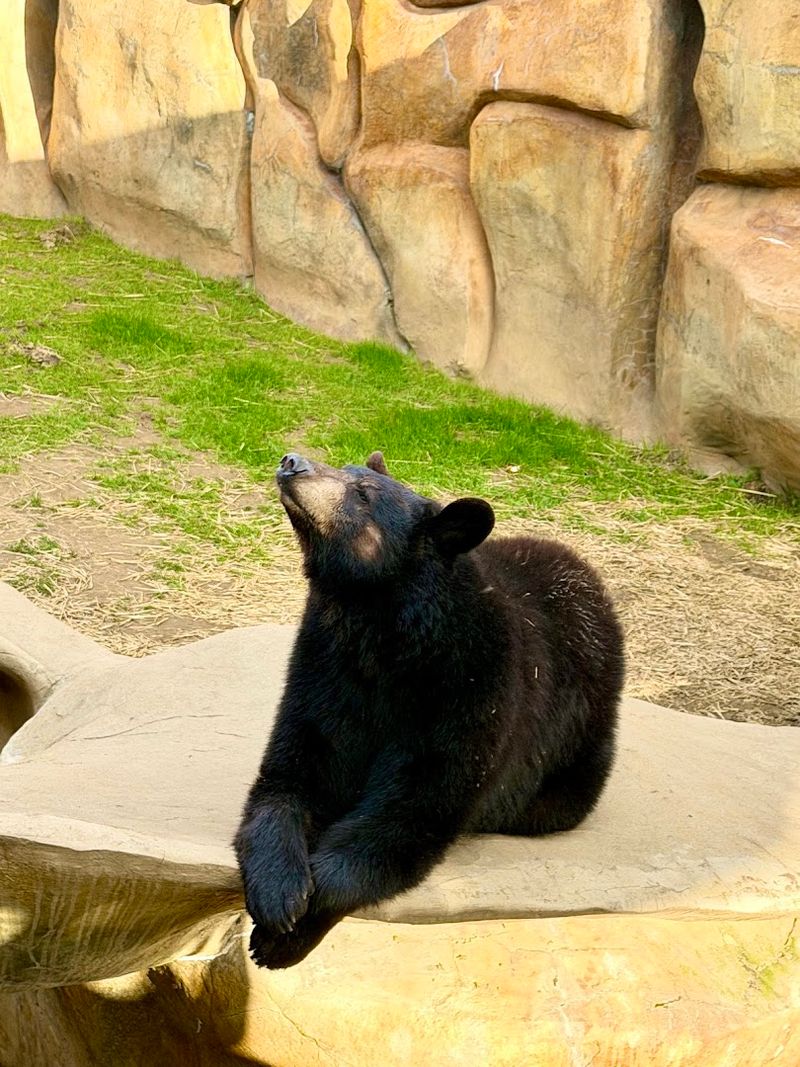 Live Black Bears Right Inside The Building