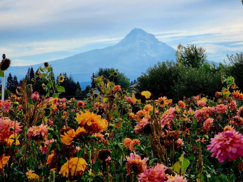 Why This Orchard Deserves A Spot On Your Oregon Bucket List